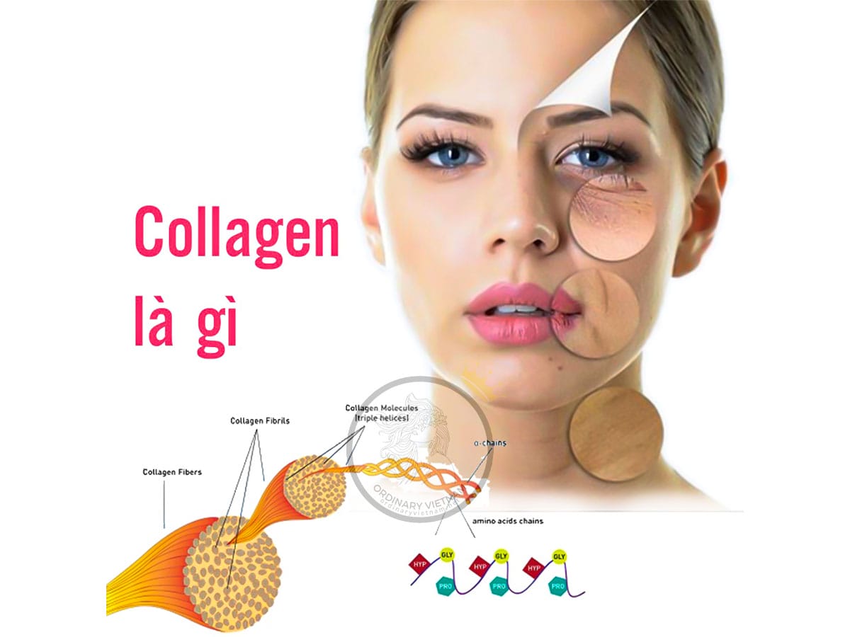 collagen-type-2